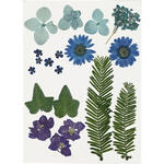 NEU Trockenblumen-, Bltter-Sortiment, flach gepresst, Blau