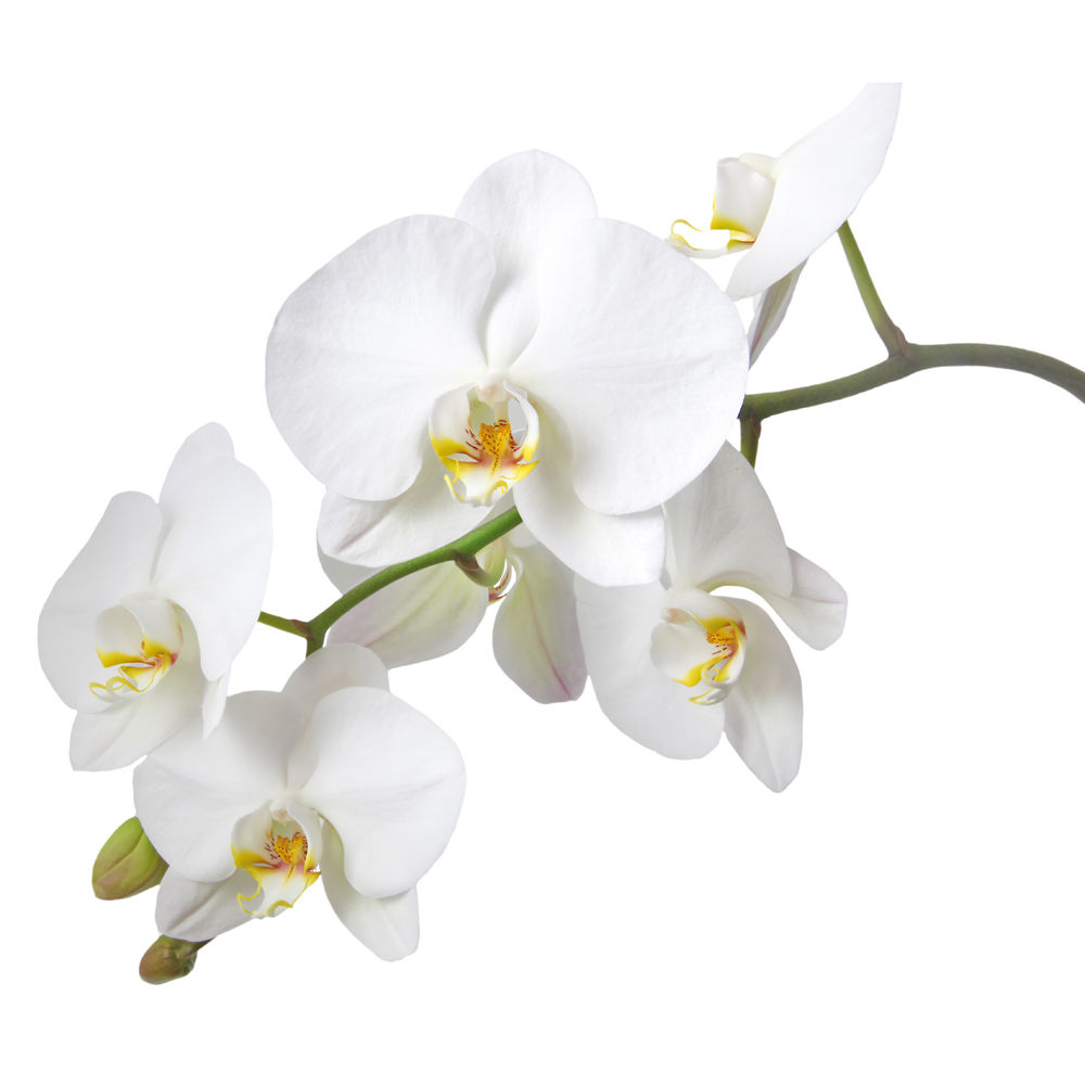 Sapolina Seifenduft, 10 ml, Orchidee
