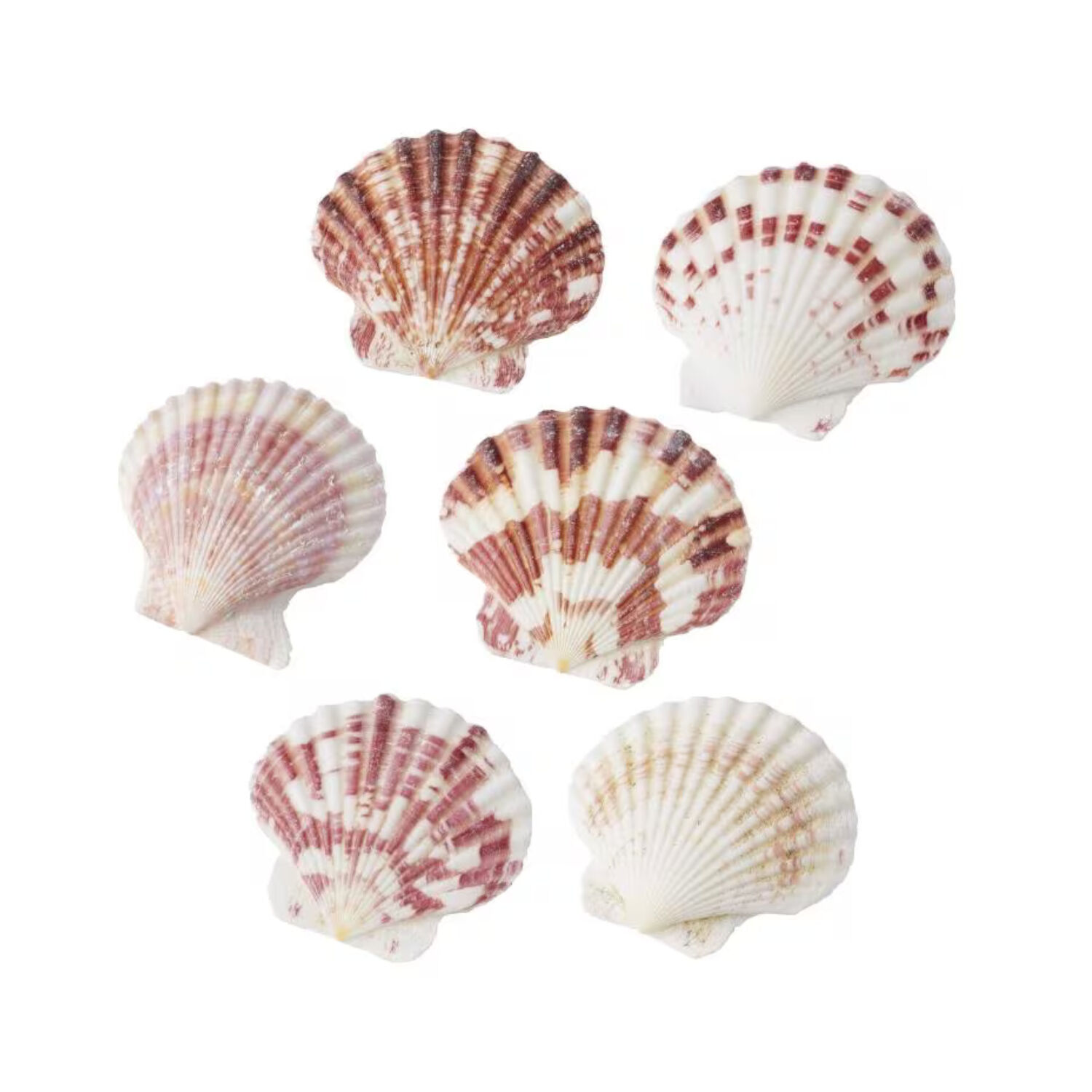 Hobbyfun Set Muscheln II, circa 50g