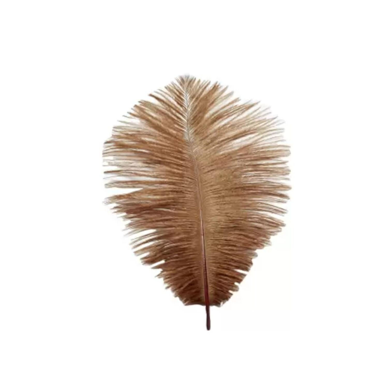 Straussenfeder, 20 cm, 2 Stck, Braun