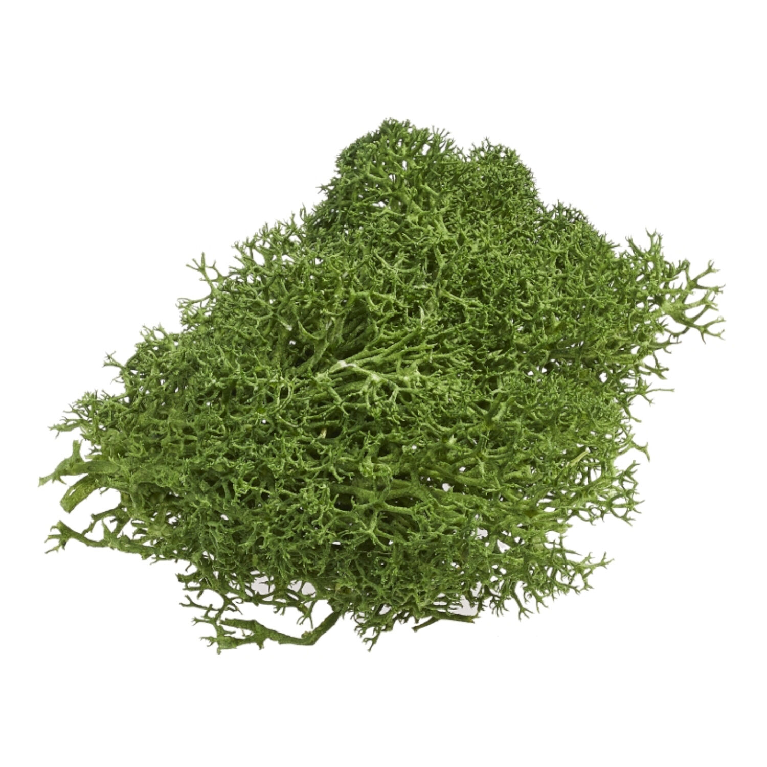 Hobbyfun Deko Moos 20g im Beutel, gr�n