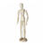 NEU Modellpuppe / Gliederpuppe, Frau, Hhe: 30 cm