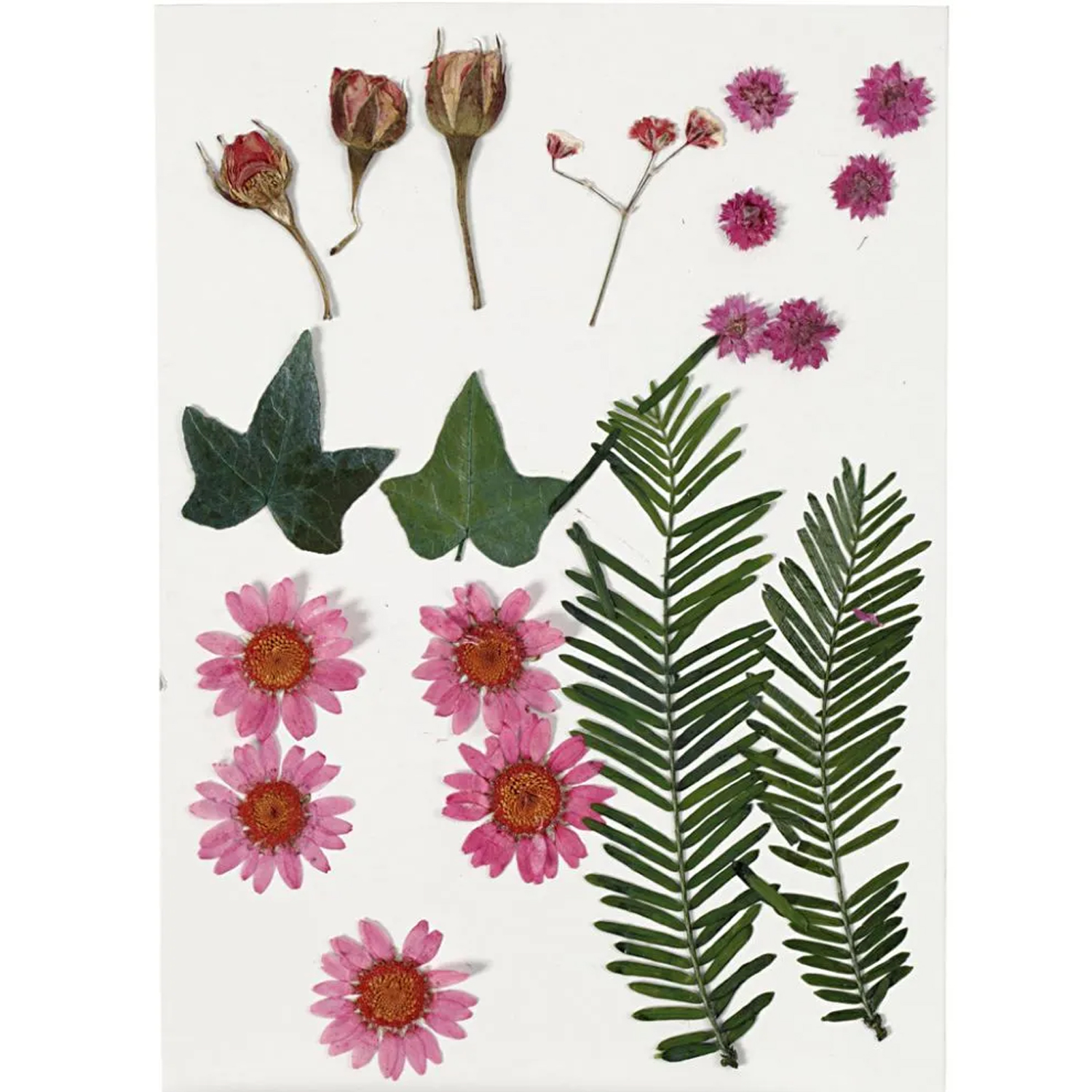 NEU Trockenblumen-, Blätter-Sortiment, flach gepresst, Rosa