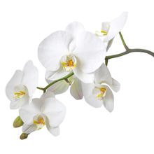 Sapolina Seifenduft, 10 ml, Orchidee