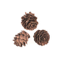 SALE Tannenzapfen, klein, 60g, 2- 3 cm