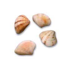 Hobbyfun Set Muscheln I, circa 50g