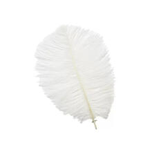 Straussenfeder, 20 cm, 2 Stck, Wei