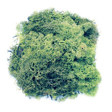 Islandmoos dunkelgrün, ca. 50g